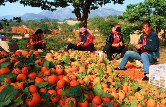 ������ƽ����������Ҷ���顱������