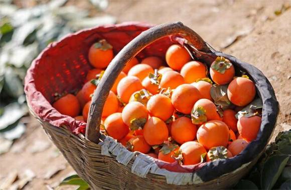 ������ƽ����������Ҷ���顱������