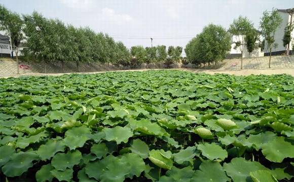 ��������˫������������