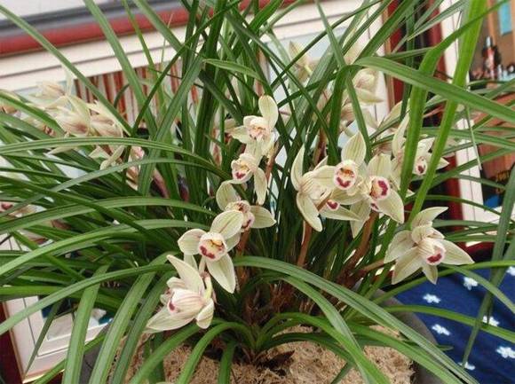 ���������������չ