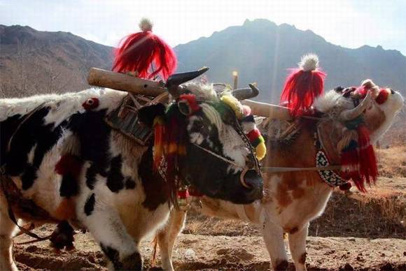 ������ţ���ϹҺ�ɫţβ�͵�ϰ�״�˵