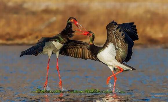 ������ɽ �й�����֮��