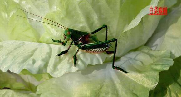 ���ϰ����������Ͼ���