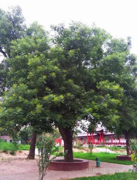 ���ϰ������� ��ɫ���ʯ��