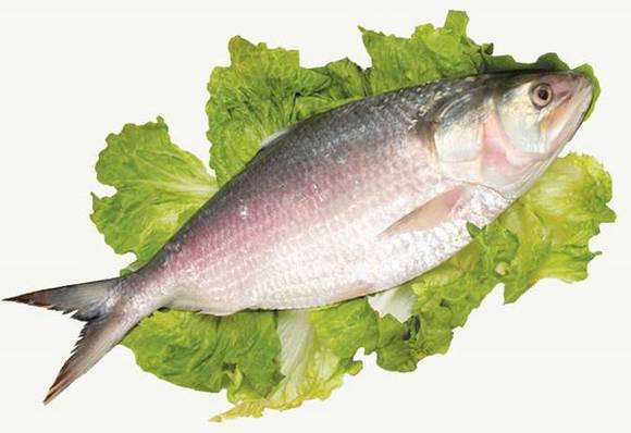 ���������ʡ�ָ����������