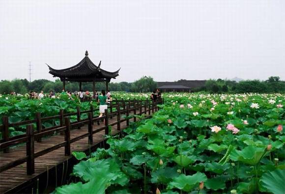 �㽭������԰