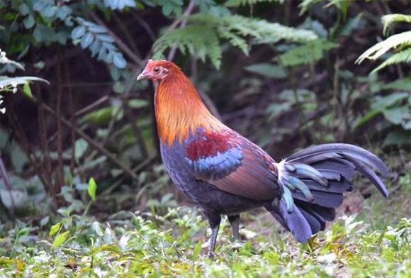 �ͼ��йص����Ԥ��