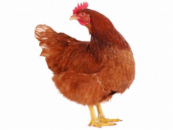 �ͼ��йص����Ԥ��