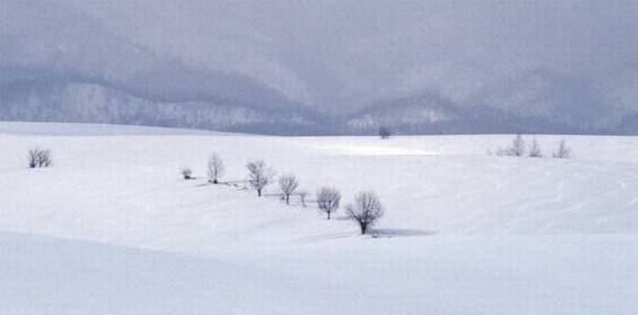 ����ѩ�Ķ�������