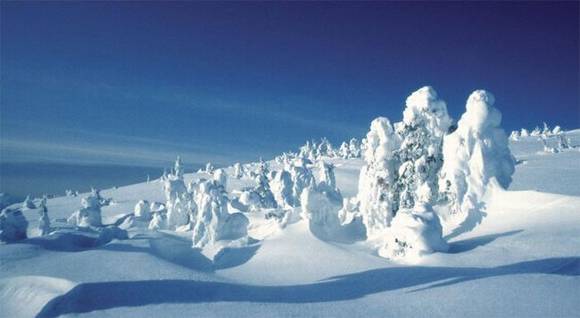 ����ѩ�Ķ�������