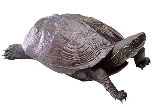 �Ϲ�������޼��Ĵ�����