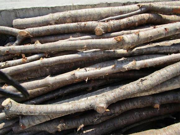 ������֦��а������