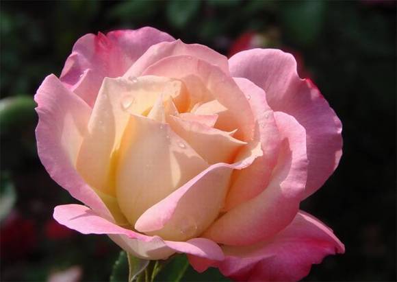 �����л�/����/����