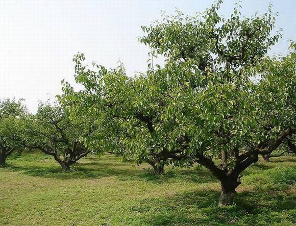 ��ɽ�л�/����