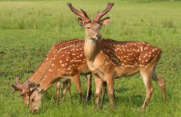 ��ͷ�л�/����/�л�/��������