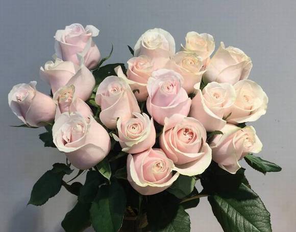 ��³ľ���л�/����