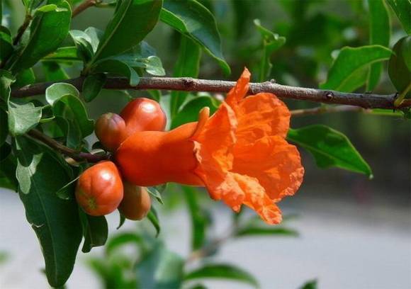 ��ʯ�л�/����