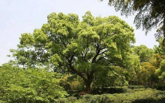 ��ʯ�л�/����