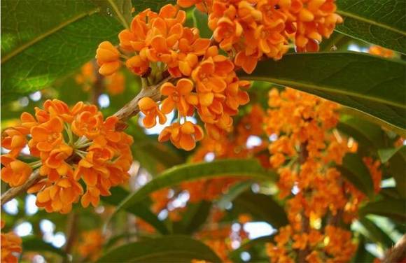 ����ɽ�л�/����