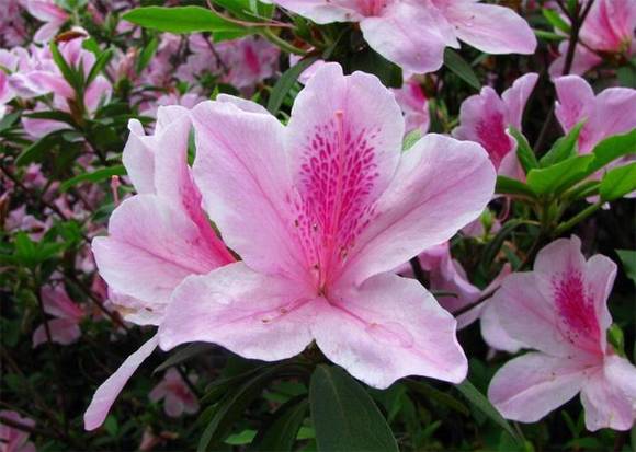 ��ɽ�л�/����/����