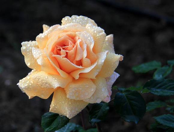 �����л�/����