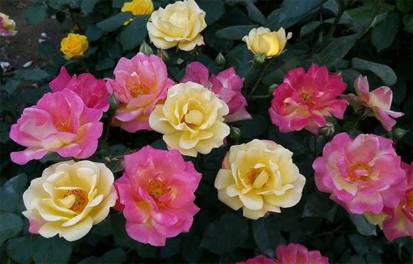 �����л�/����