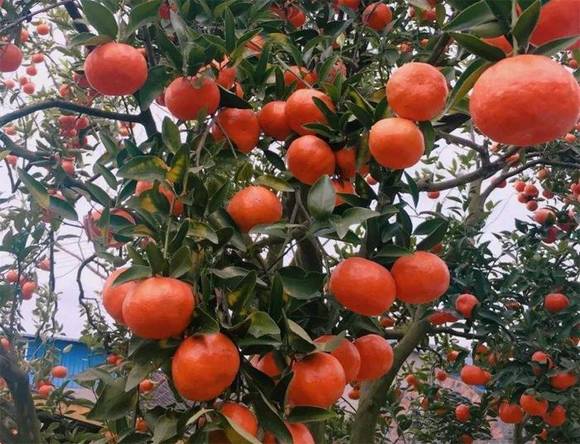 �����л�/����/�й�