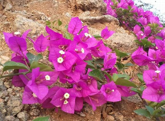 �����л�/����