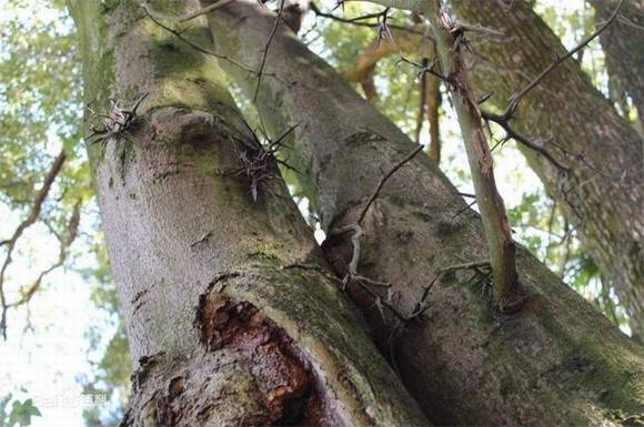 ��ɽ�л�/����