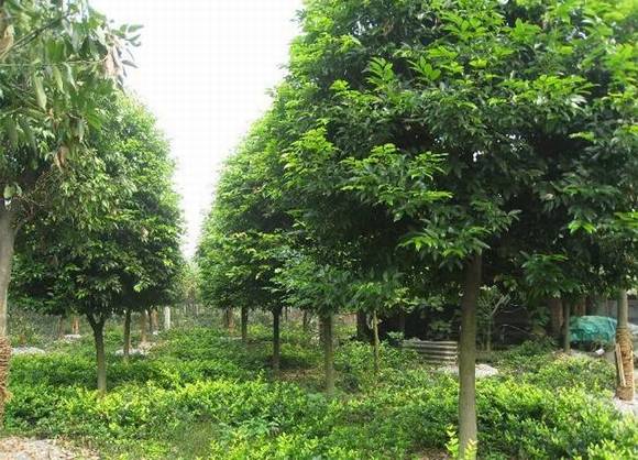 �ع��л�/����/����