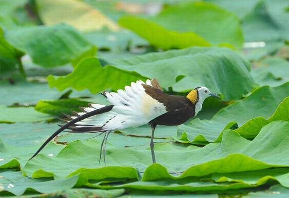 ̨���л�/����/����