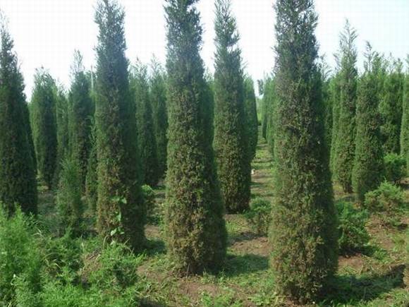 ��Ԫ�л�/����