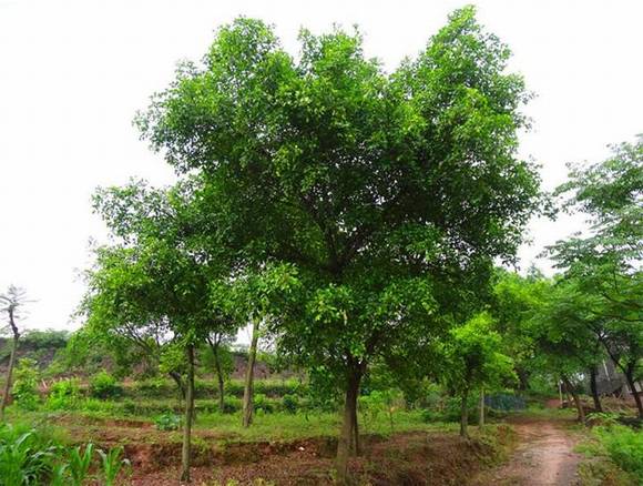 ��ɽ�л�/����