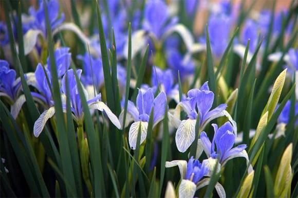 ���ɹ�������ʡ��