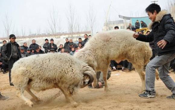 ɽ��������