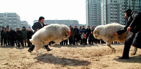 ɽ��������