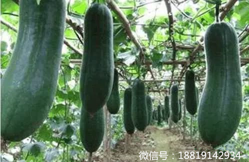 冬瓜酒酿制方法