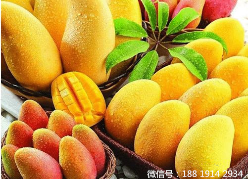 家庭家庭自酿芒果酒技术