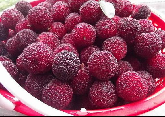 酿酒技术:水果山楂酒有有哪些功效?