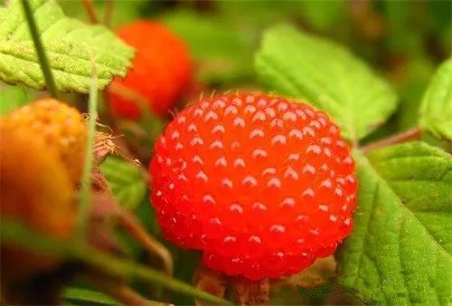 白酒技术之家庭树莓酒的酿造方法