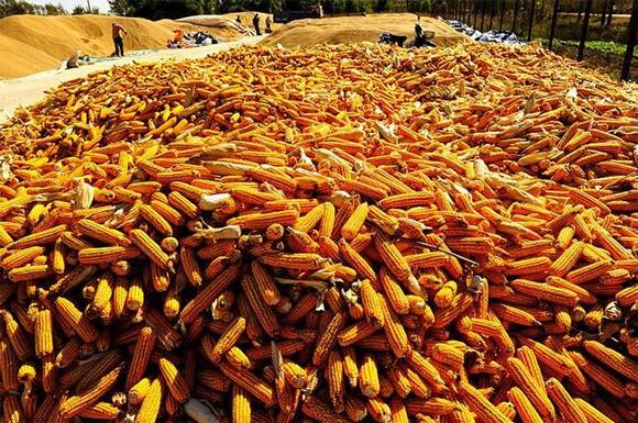 �й�ũ����ս�