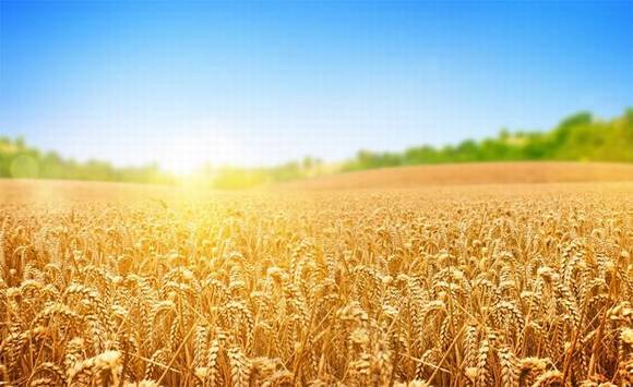 �й�ũ����ս�