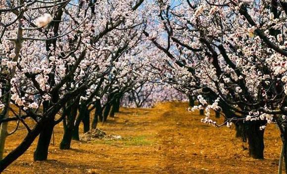 ȫ�������ӻ�������