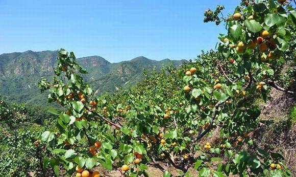 ȫ�������ӻ�������