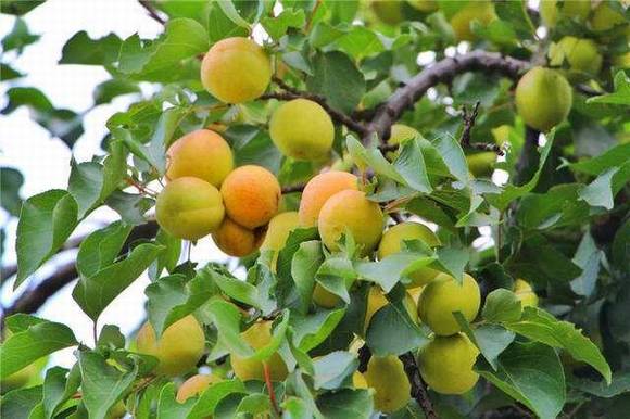 ȫ�������ӻ�������