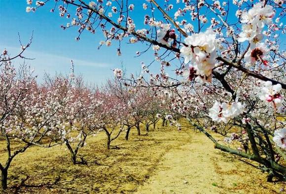 ȫ�������ӻ�������