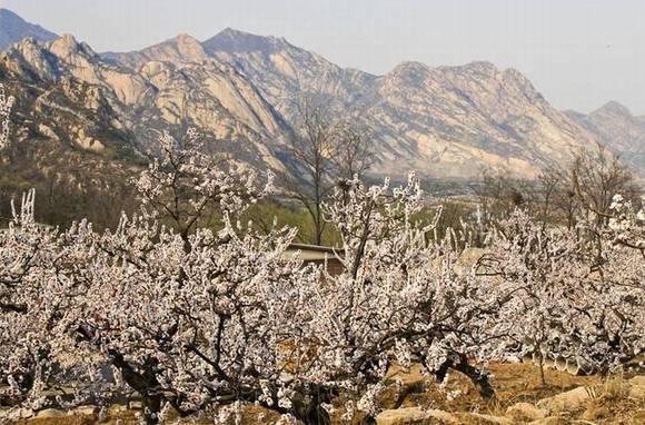 ȫ�������ӻ�������