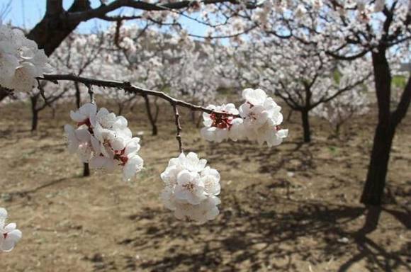 ȫ�������ӻ�������