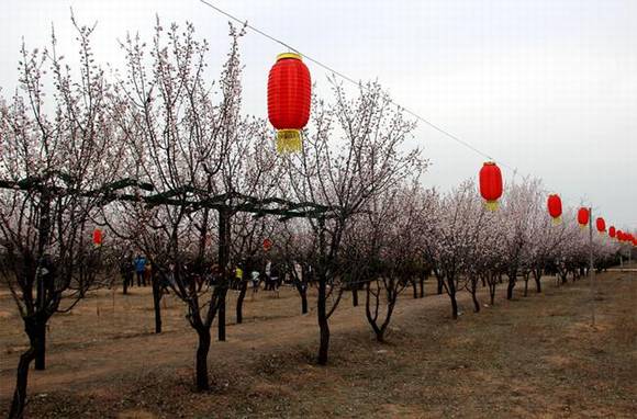 ȫ�������ӻ�������