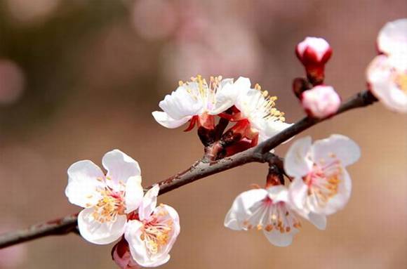 ȫ�������ӻ�������